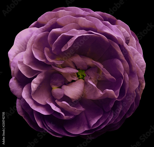 Vintage violet flower isolated on the black background with clipping path.  Closeup no shadows. For design.  Nature.