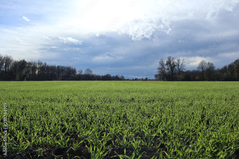 Frisch angelegtes Feld mit aufziehendem Unwetter Frisch angelegtes Feld mit aufziehendem Unwetter