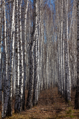 Birch autumn forest in autumn on a sunny day.