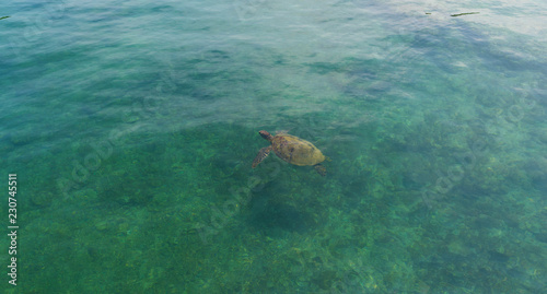 Turtle swim in sea
