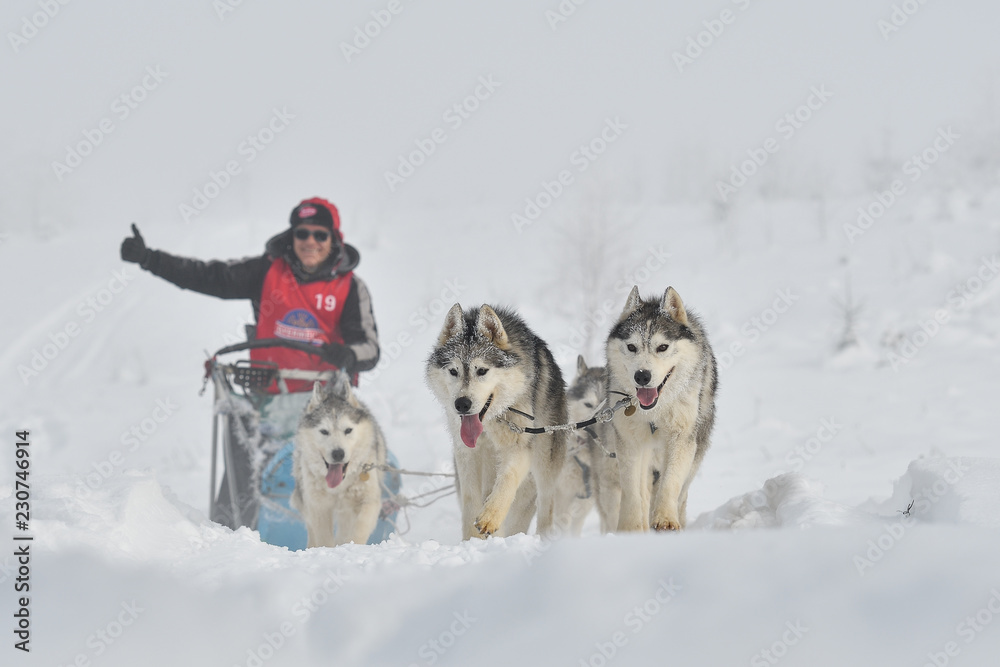 Sled dogs cup, nice dogs, nice faces