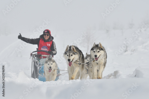 Sled dogs cup  nice dogs  nice faces