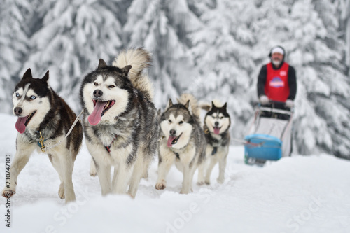 Sled dogs cup, nice dogs, nice faces