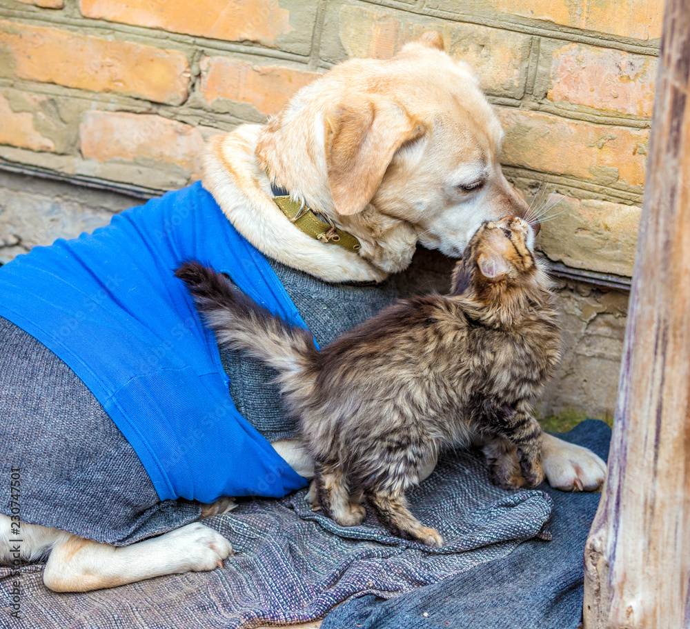 Cute scene. Stray little kitten rubbing against stray dog labrador retriever outdoors in the winter. The dog wearing a sweater and a tank top