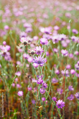 Field of wildflowers © mettus