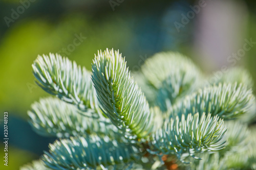 A branch of spruce on a green background. Background for christmas