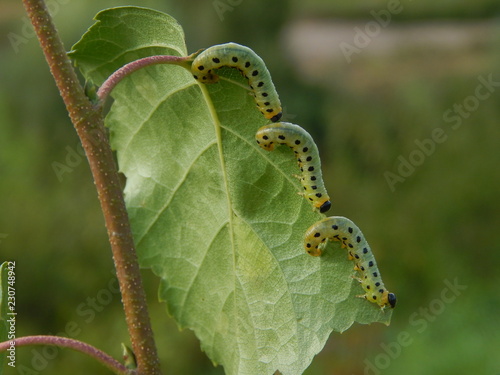 Caterpillars on a birch leaf