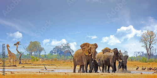 Photography Landscape of a vibrant waterhole in Hwange with herd of elephants playing and a