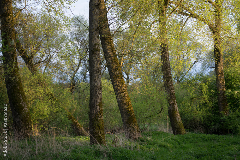 Obraz premium Frühlingswald