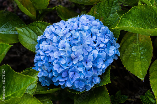 Vivid blue Hydrogena blossm after morning rain; drps on petals. Green leaves in background. On Hawaii's Big Island.  photo