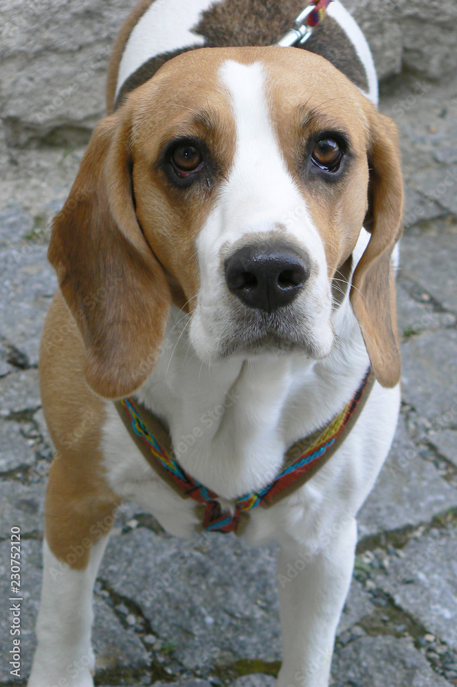 portrait of beagle