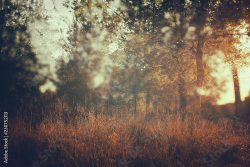 abstract autumnal dreamy image of forest at sunset light. © tomertu