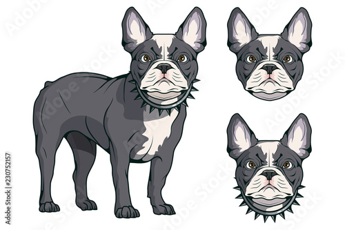 french bulldog, pet logo, dog french bulldog, colored pets for design, french bulldog puppy, colour illustration suitable as logo or team mascot, dog illustration, vector graphics to design