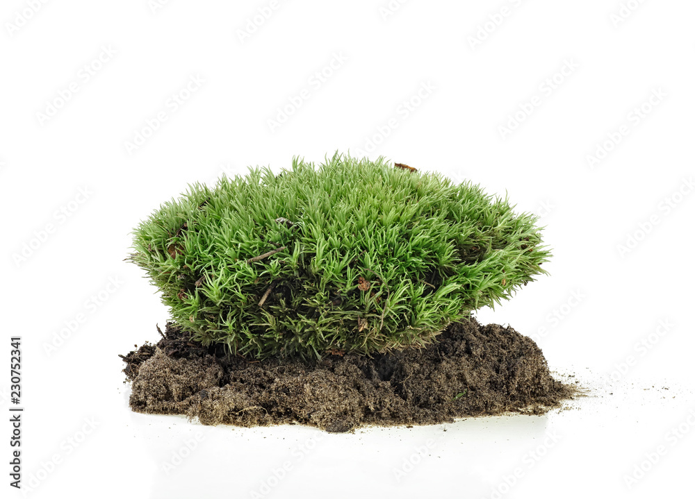 Green moss on the ground, white background. Green moss on the ground, white background.