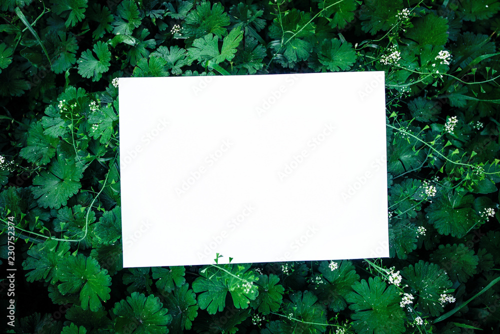 Green grass and small white flowers background with rectangle white card mockup for notes and designs. Natural textured frame Green grass and small white flowers background with rectangle white card mockup for notes and designs. Natural textured frame
