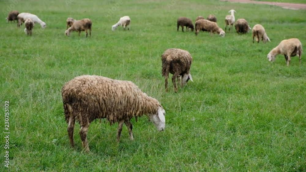 A flock of sheep eating in green grass field at countryside farm A flock of sheep eating in green grass field at countryside farm