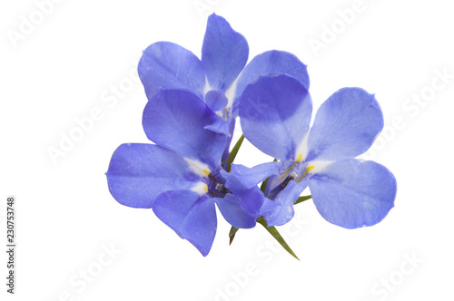 Lobelia blue isolated photo