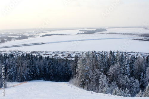 beautiful winter in the forest