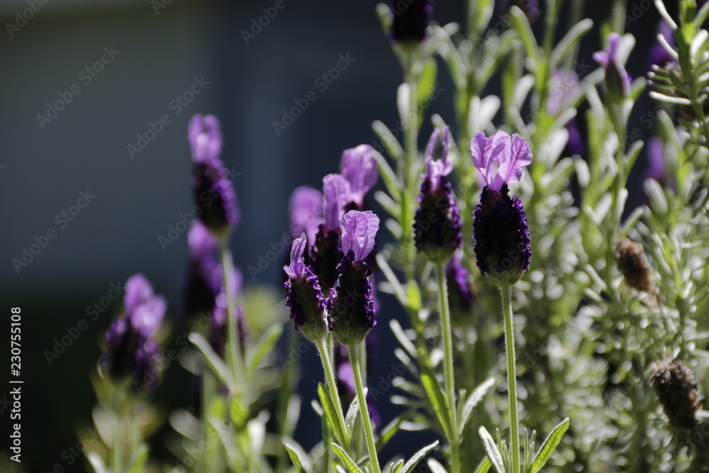 Spring Lavender in the Sun Spring Lavender in the Sun