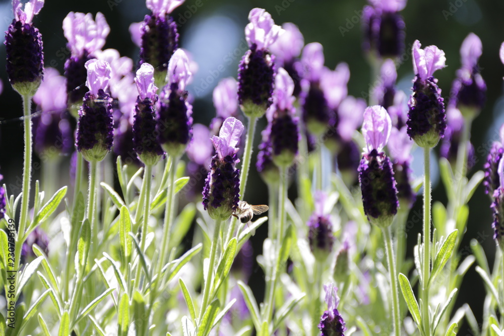 Fototapeta premium Spring Lavender in the Sun