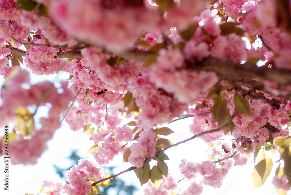 Wild cherry tree in pink blossom late spring Wild cherry tree in pink blossom late spring