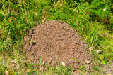 Large anthill in the forest in a clearing of green grass, forest landscape in summer
