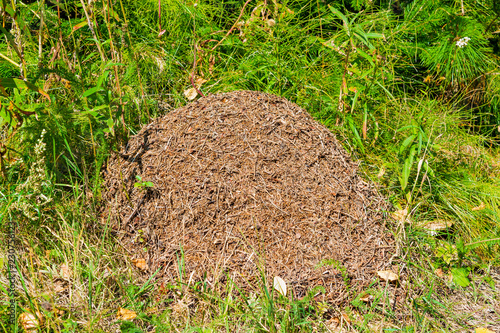 Large anthill in the forest in a clearing of green grass, forest landscape in summer 
