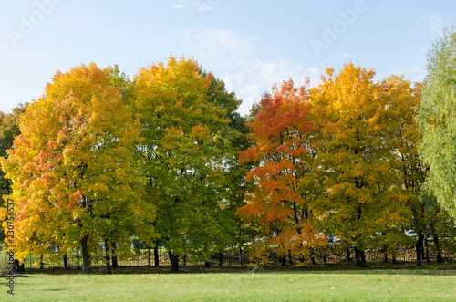 Autumn landscape with colorful trees in the park