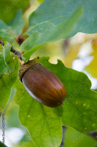 Acorn on a branch of oak close up