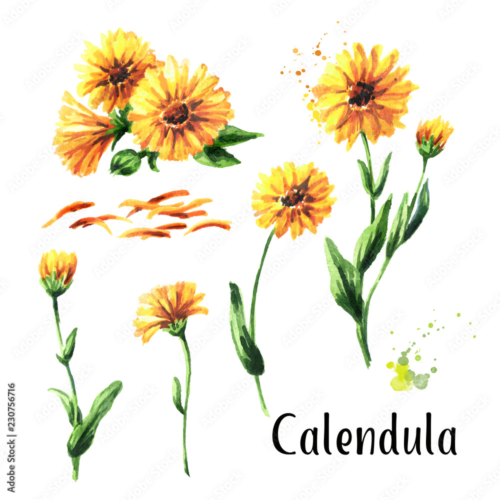 Calendula flower set. Watercolor hand drawn illustration  isolated on white background - obrazy, fototapety, plakaty 
