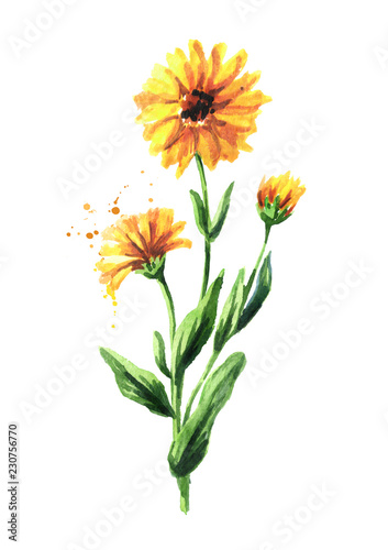 Calendula flower. Watercolor hand drawn illustration,  isolated on white background