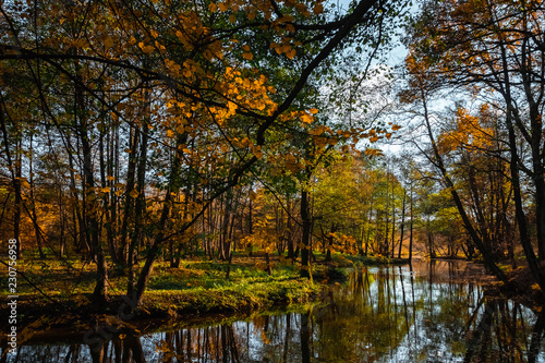 Creative background, nature, Autumn river forest. Golden autumn.