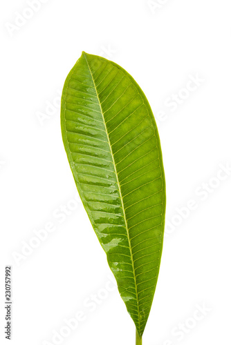 frangipani leaf isolated