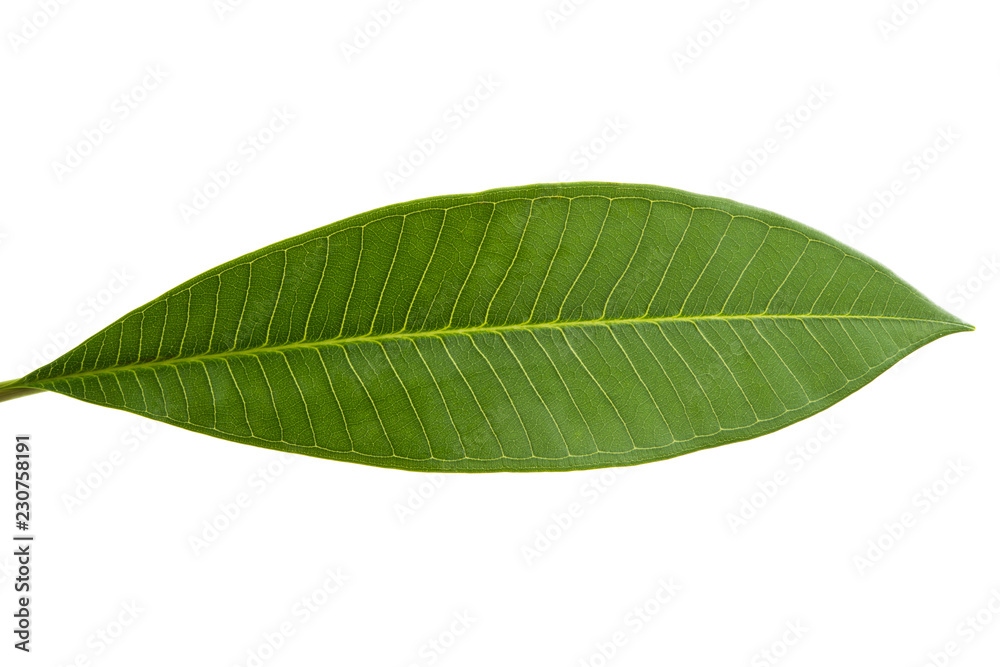 Obraz premium frangipani leaf isolated