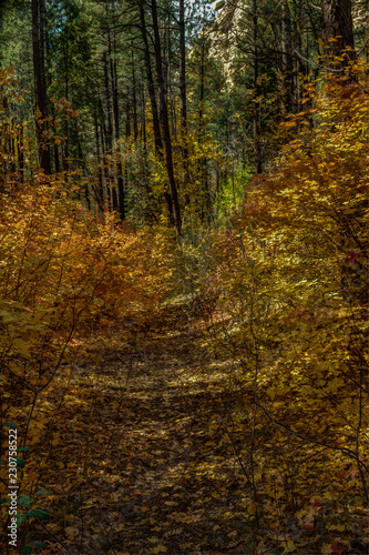 Fall in Sedona © jearlwebb