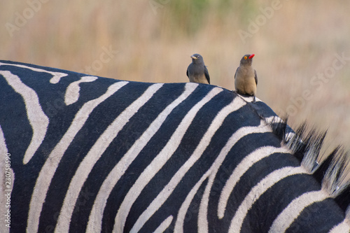 Yellow billed oxpecker (Buphagus africanus) on the back of a zebra (Equus quagga).