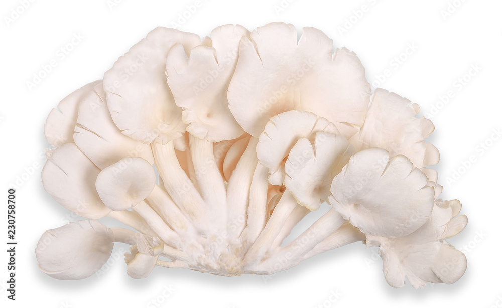 Phoenix mushroom isolated on white clippng path Phoenix mushroom isolated on white clippng path