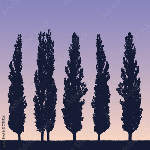 Realistic illustration of a landscape and row of poplars like a windbreak on the shore of grass under a purple blue sky with the rising or setting sun
