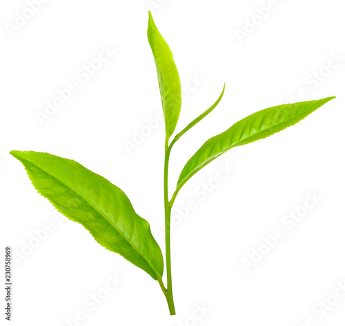 Tea leaf isolated on white clipping path