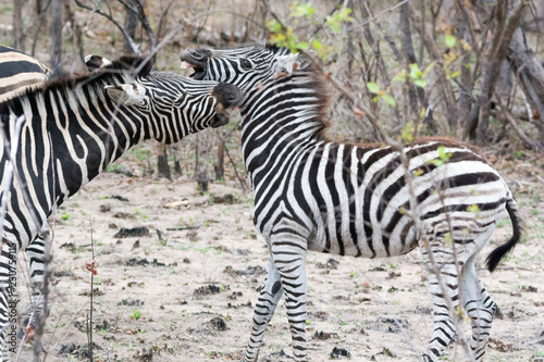 A pair of plains zebra  Equus quagga  in bushland  Sabi Sands  Greater Kruger  South Africa