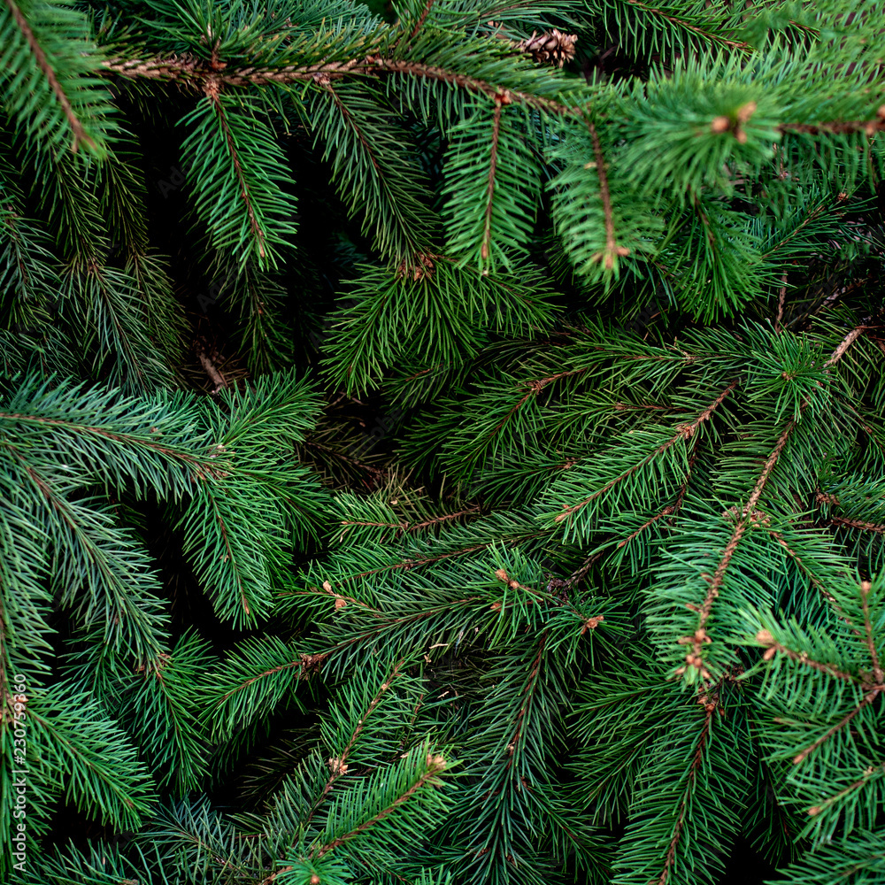 Christmas  Fir tree brunch textured Background. Fluffy pine tree brunch close up. Green spruce