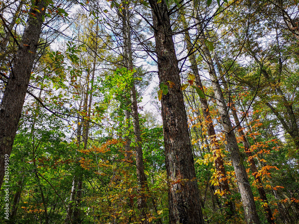 Fototapeta premium 高原に一足早い秋の気配