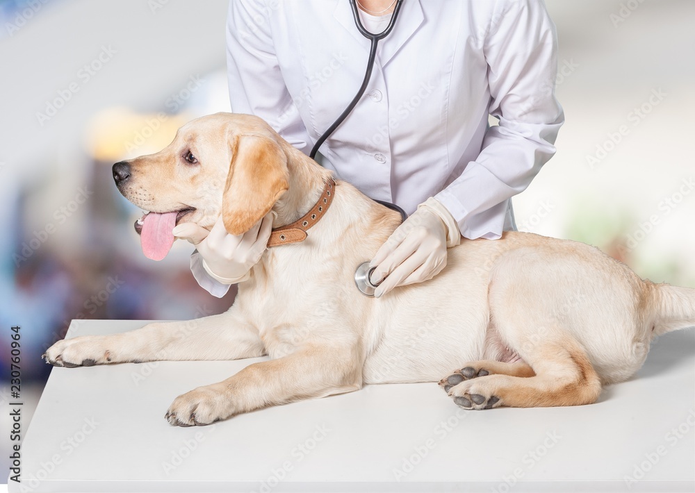 Young female vet with dog on light