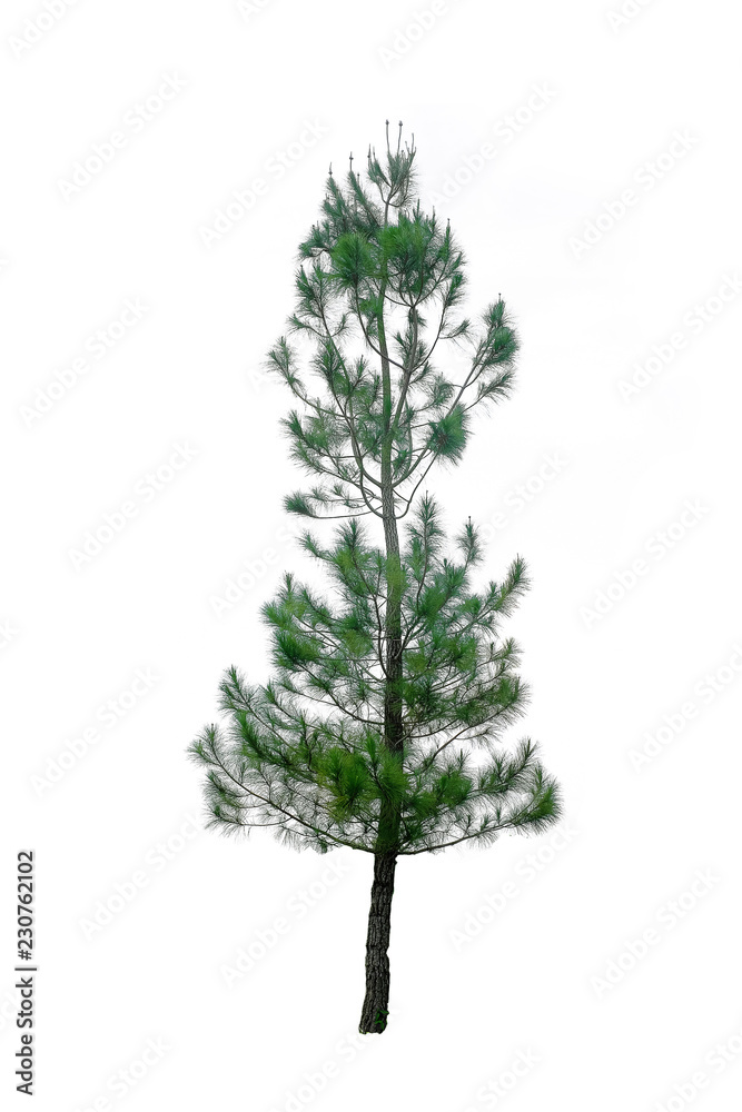 Pine tree on white background Pine tree on white background