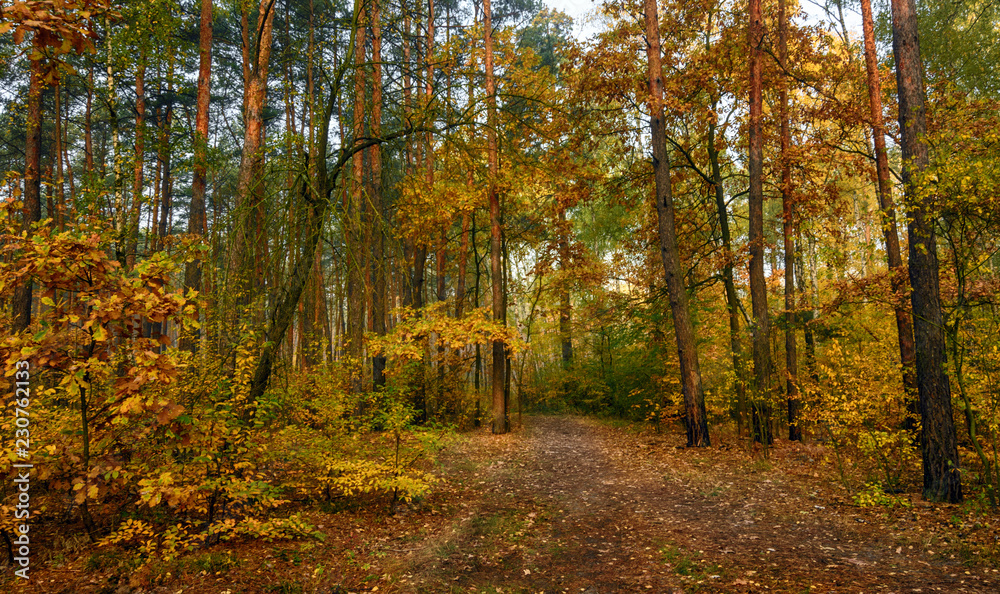 Obraz premium walk in the woods. autumn. autumn colors. autumn leaves. beauty. pleasure.