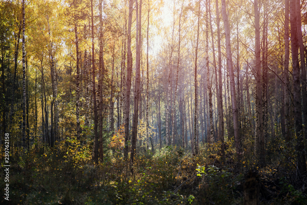 Fototapeta premium Forest during sunset