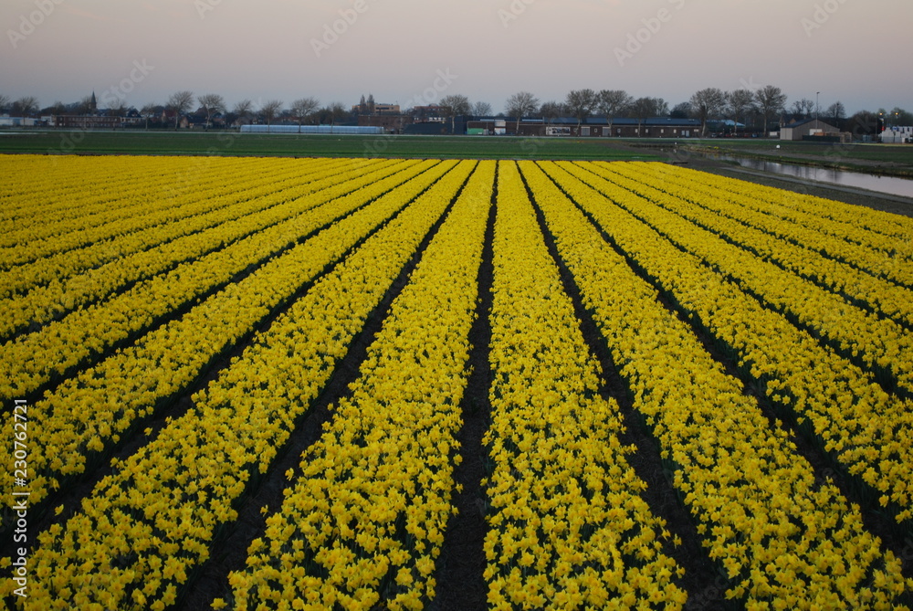 Fields of yellow daffodils on the sunset. Landscape of early spring in Netherlands.