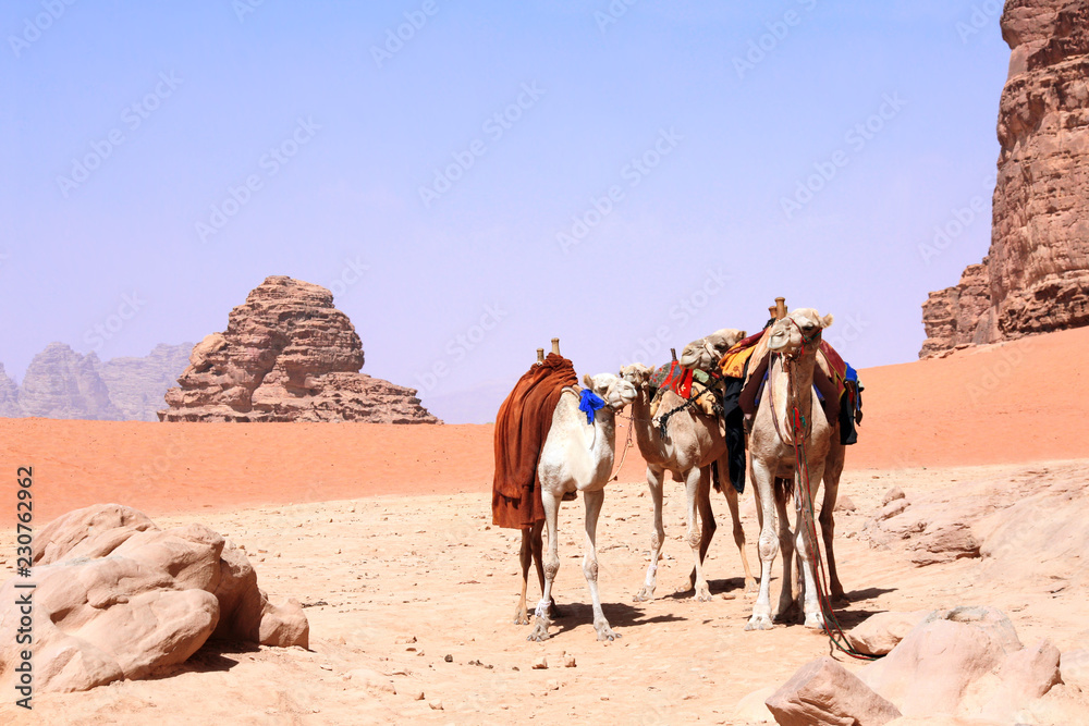 Fototapeta premium Camels in Wadi Rum desert, Jordan