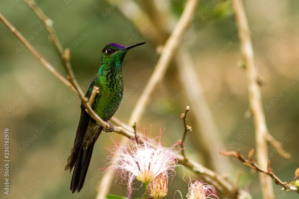 Fototapeta premium Violet-fronted Brilliant, Heliodoxa leadbeateri sitting on branch, bird from tropical forest, Manu national park, Peru, hummingbird perching on flower, enough space in green background, tiny bird