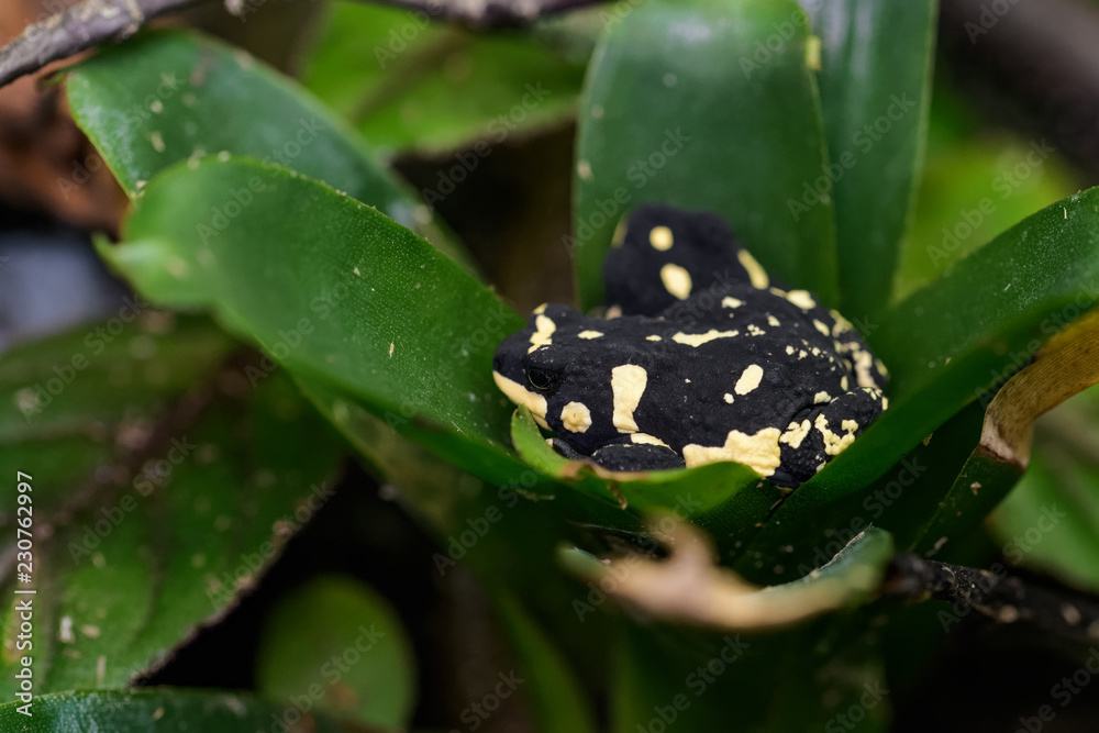 Bumblebee toad sitting in a bromeliad Bumblebee toad sitting in a bromeliad